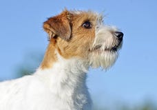 Cucciolo di cane dai capelli del terrier del cavo di Jack Russell del primo piano del ritratto su fondo blu fotografia stock libera da diritti Cucciolo di cane dai capelli del terrier del cavo di Jack Russell del primo piano del ritratto su fondo blu fotografia stock libera da diritti
