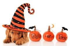 Cucciolo di Halloween Cucciolo di Halloween