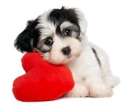 Cucciolo di Havanese del biglietto di S. Valentino dell'amante Immagine Stock Libera da Diritti Cucciolo di Havanese del biglietto di S. Valentino dell'amante Immagine Stock Libera da Diritti