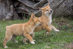Cucciolo di razza del dingo, Victoria, Australia, agosto 2018 fotografia stock Cucciolo di razza del dingo, Victoria, Australia, agosto 2018 fotografia stock