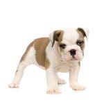 Cucciolo inglese del bulldog fotografia stock libera da diritti Cucciolo inglese del bulldog fotografia stock libera da diritti