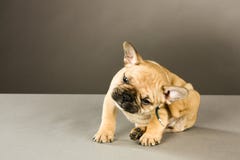 Cucciolo Itchy immagini stock libere da diritti Cucciolo Itchy immagini stock libere da diritti