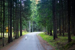 Cucciolo maltese femminile adorabile che salta nella foresta immagini stock Cucciolo maltese femminile adorabile che salta nella foresta immagini stock