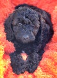 cucciolo nero di cockapoo fotografie stock cucciolo nero di cockapoo fotografie stock