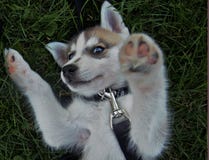 Cucciolo siberiano del husky fotografie stock libere da diritti Cucciolo siberiano del husky fotografie stock libere da diritti