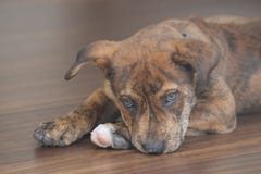 Cucciolo striato immagini stock libere da diritti Cucciolo striato immagini stock libere da diritti
