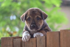 Cucciolo sveglio fotografie stock libere da diritti Cucciolo sveglio fotografie stock libere da diritti