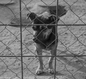 Cucciolo triste in un riparo immagini stock Cucciolo triste in un riparo immagini stock