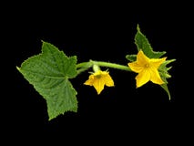 Cucumber Blossom Stock Images