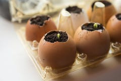 Cucumber Sprouts In The Shell And Egg Containers. Stock Image Cucumber Sprouts In The Shell And Egg Containers. Stock Image