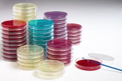Cultivando pratos de petri no laboratório imagem de stock Cultivando pratos de petri no laboratório imagem de stock