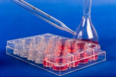 Cultivation of stem cells in sterile box.