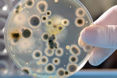 Cultura de las bacterias Cultura de las bacterias