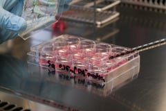 Culture de cellules de cheminée dans un laboratoire Image libre de droits Culture de cellules de cheminée dans un laboratoire Image libre de droits