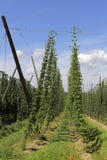 Culture des houblon images libres de droits Culture des houblon images libres de droits