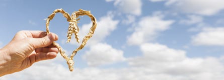 Cuore delle spighe del granoturco in una mano in cielo blu fotografia stock libera da diritti Cuore delle spighe del granoturco in una mano in cielo blu fotografia stock libera da diritti