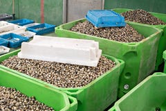 Cuori edule freschi sulle grandi casse nel mercato ittico fotografie stock libere da diritti Cuori edule freschi sulle grandi casse nel mercato ittico fotografie stock libere da diritti