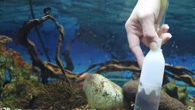 Cura Dell'acquario Per Pulire Il Suolo Con Un Sifone. Pulizia Dell'acquario.  Ghiaia Di Pulizia in Un Acquario Di Acqua Dolce. Archivi Video - Video di  dell, pellicola: 267983069