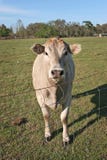Curious Cow Stock Photos