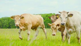 Curious Cows Look At The Camera Royalty Free Stock Photography Curious Cows Look At The Camera Royalty Free Stock Photography