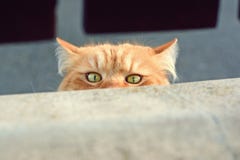 Curious cute cat Royalty Free Stock Photo Curious cute cat Royalty Free Stock Photo