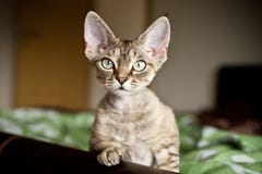Curious Cute Devon Rex Kitten. Kitten Is Looking What Is Going On. Cat Portrait With Curiosity Expression Royalty Free Stock Photos