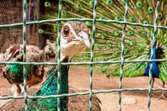 Curious green-necked peafowl sticking his gaze across the bars royalty free stock image Curious green-necked peafowl sticking his gaze across the bars royalty free stock image