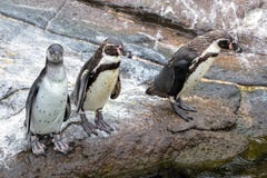 Curious Humboldt Penguins Stock Photos Curious Humboldt Penguins Stock Photos
