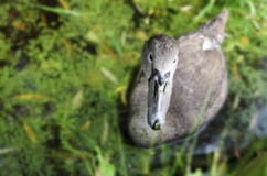 Curious Juvenile Swan