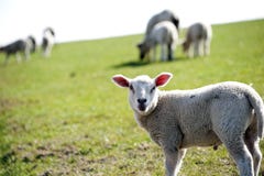 Curious Lamb Stock Photography