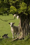 Curious Lamb Stock Image