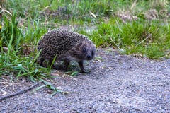 The curious little hedgehog walking along the path in the park stock image The curious little hedgehog walking along the path in the park stock image