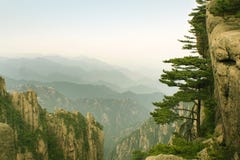 Curious Pine Tree On The Side Of Mountain, China Royalty Free Stock Images