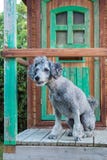 Curious Poodle sitting on a veranda Royalty Free Stock Photography Curious Poodle sitting on a veranda Royalty Free Stock Photography