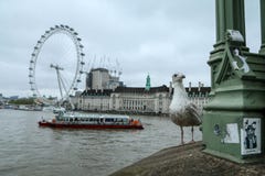A portrait picture of the curious seagull. stock images A portrait picture of the curious seagull. stock images