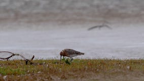 Curlew, Numenius, latanie, odprowadzenie i dzióbać na ujście trawy banku podczas chmurnego wietrznego dnia w jesieni, Scotland zbiory wideo Curlew, Numenius, latanie, odprowadzenie i dzióbać na ujście trawy banku podczas chmurnego wietrznego dnia w jesieni, Scotland zbiory wideo