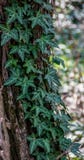 Curly ivy over tree trunk royalty free stock photos Curly ivy over tree trunk royalty free stock photos