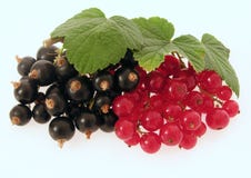 Currant Stock Photography