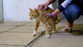 Cursos da menina um gato egípcio vermelho desabrigado na rua video estoque Cursos da menina um gato egípcio vermelho desabrigado na rua video estoque