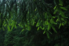 Curtains of the spruce. royalty free stock photos Curtains of the spruce. royalty free stock photos