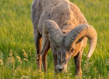 Curvas de las ovejas de Bighorn abajo a pastar fotografía de archivo libre de regalías Curvas de las ovejas de Bighorn abajo a pastar fotografía de archivo libre de regalías
