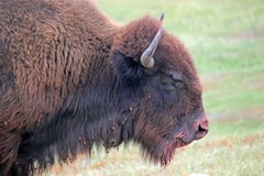 Custer Park i South Dakota arkivfoto Custer Park i South Dakota arkivfoto