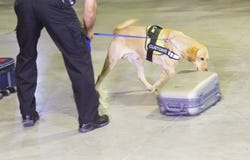 Customs drugs detection dog