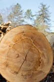 Cut face of a freshly harvested beech log. royalty free stock photo Cut face of a freshly harvested beech log. royalty free stock photo