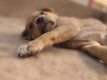Cut little puppy royalty free stock photography Cut little puppy royalty free stock photography