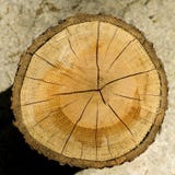 Cut log wood grain