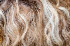 Cut-out of blond curly hair as a texture background composition stock photo Cut-out of blond curly hair as a texture background composition stock photo