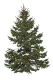 Cut out pine tree in winter. Snowy tree