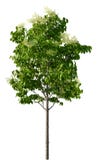 Cut out Shrub. Lilac tree isolated