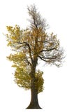 Cut out Tree. Yellow tree in fall isolated